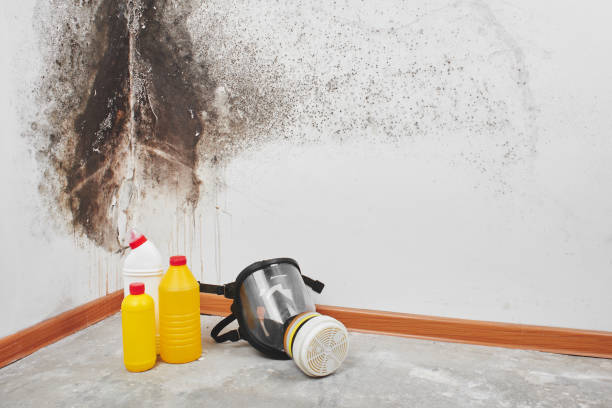 Best Mold Testing and Removal  in Gillette, NJ