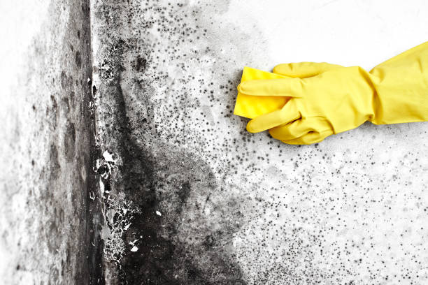 Best Black Mold Removal  in Gillette, NJ