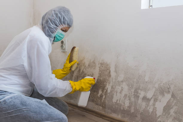 Best Mold Removal Near Me  in Gillette, NJ