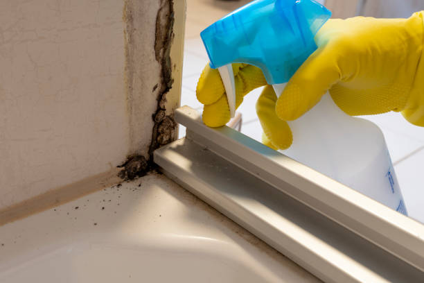 Trusted Gillette, NJ Mold Removal Experts