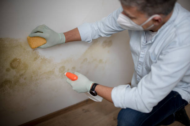 Best Affordable Mold Removal  in Gillette, NJ
