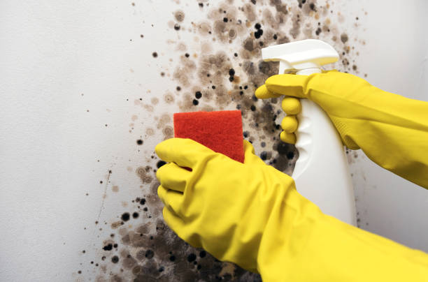 Best Residential Mold Removal  in Gillette, NJ