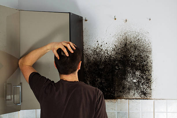 Best Mold Testing  in Gillette, NJ