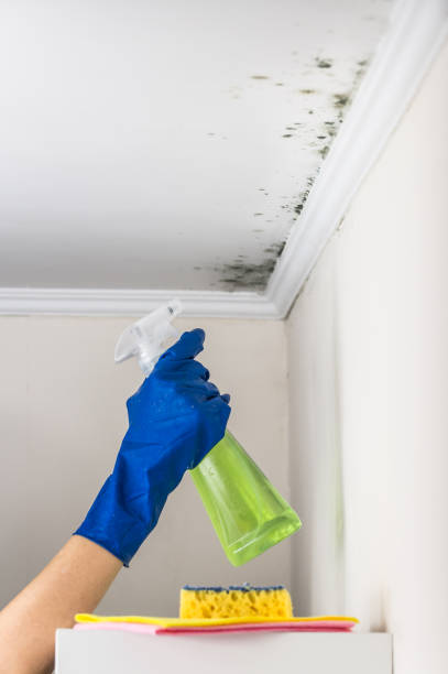 Best Commercial Mold Removal  in Gillette, NJ